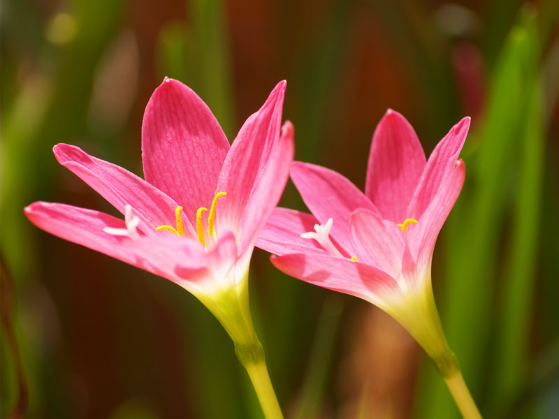 Pink Tulips Lightning Flowerbed - PhoBox