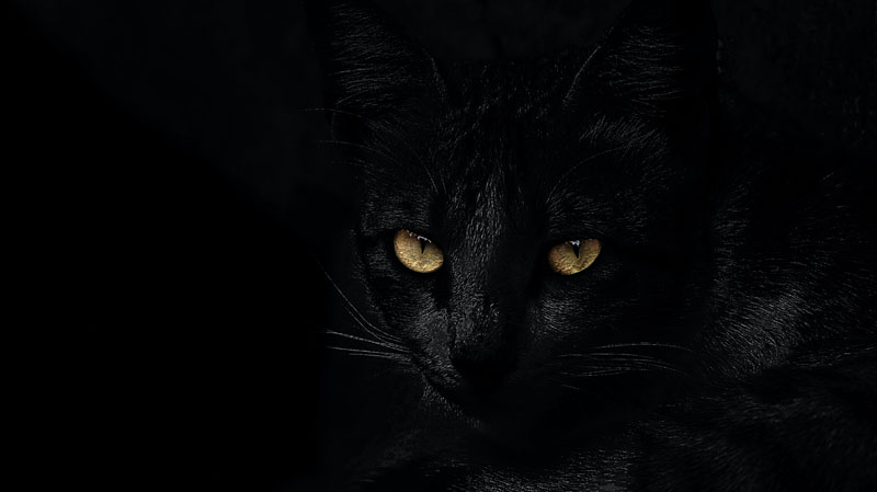 Black Cat - PhoBox