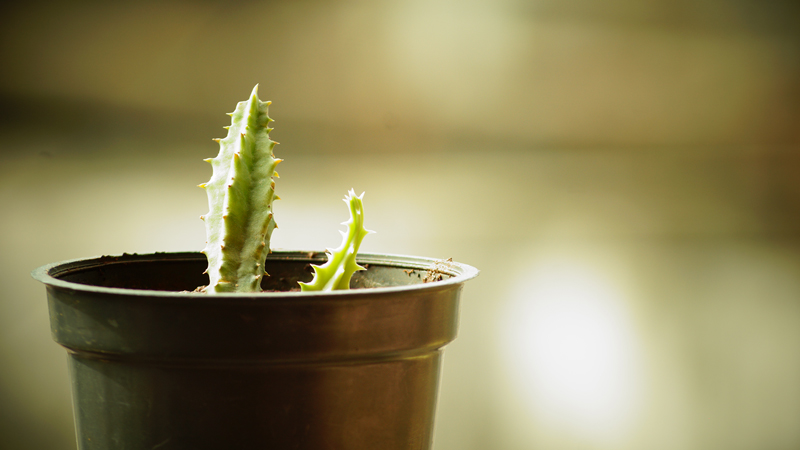 Cactus Plant - PhoBox