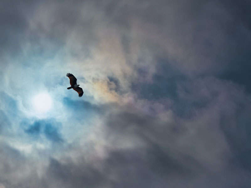 eagle flying on the sky - PhoBox