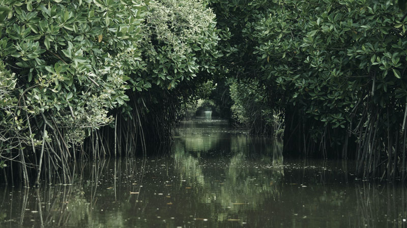 mangrove forest Pichavaram - PhoBox