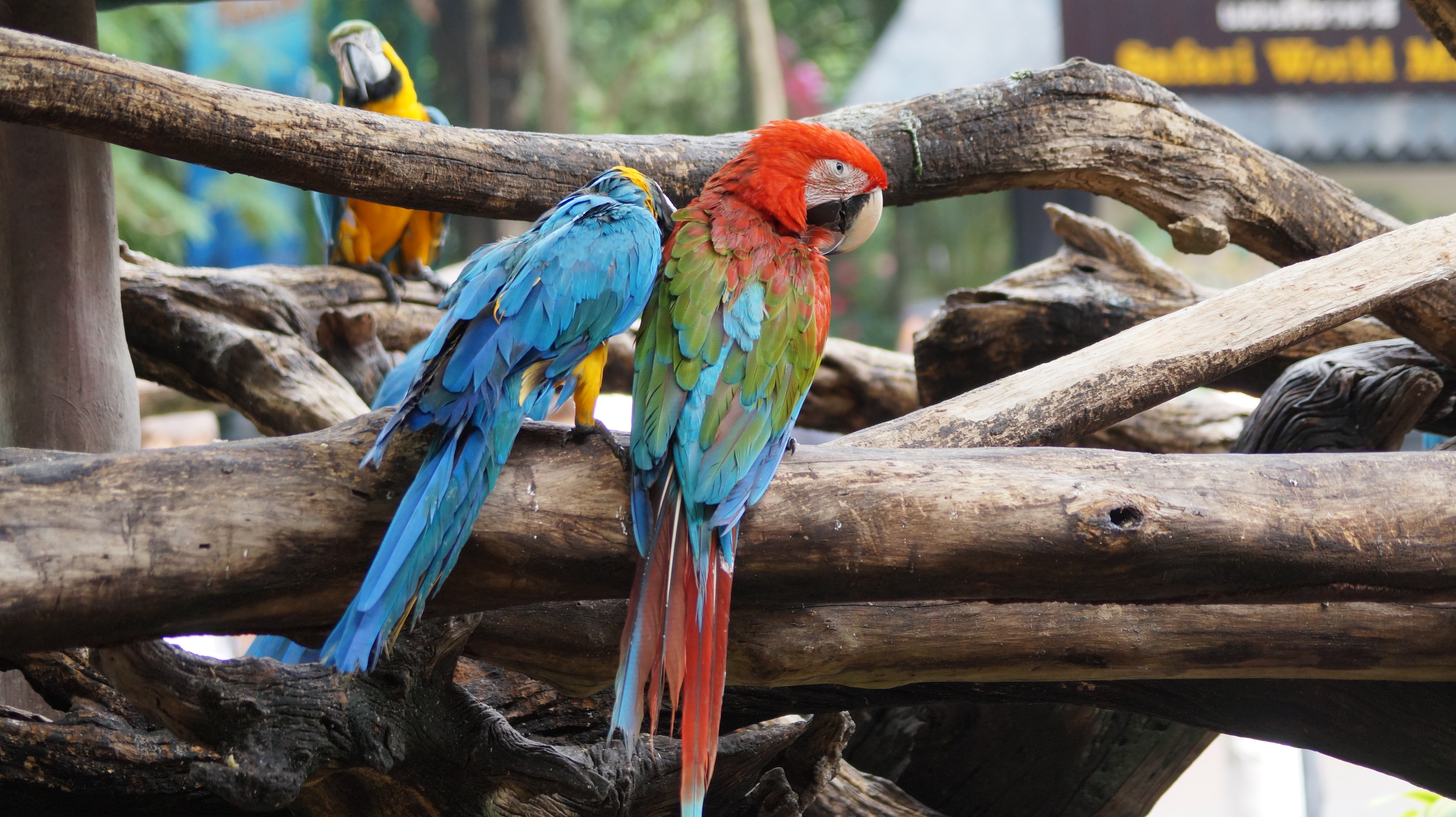 parrot multicolor - PhoBox