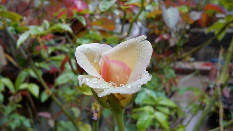 white rose with rain drop - PhoBox